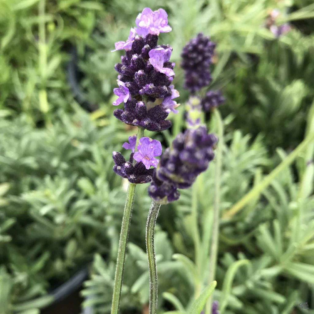 Lavender 'Provence' — Green Acres Nursery & Supply