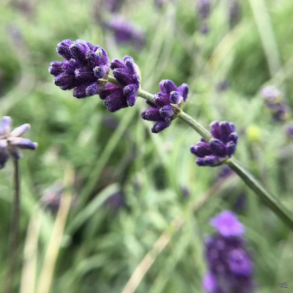 lavender様 Lavender 'Provence' — Green Acres Nursery & Supply