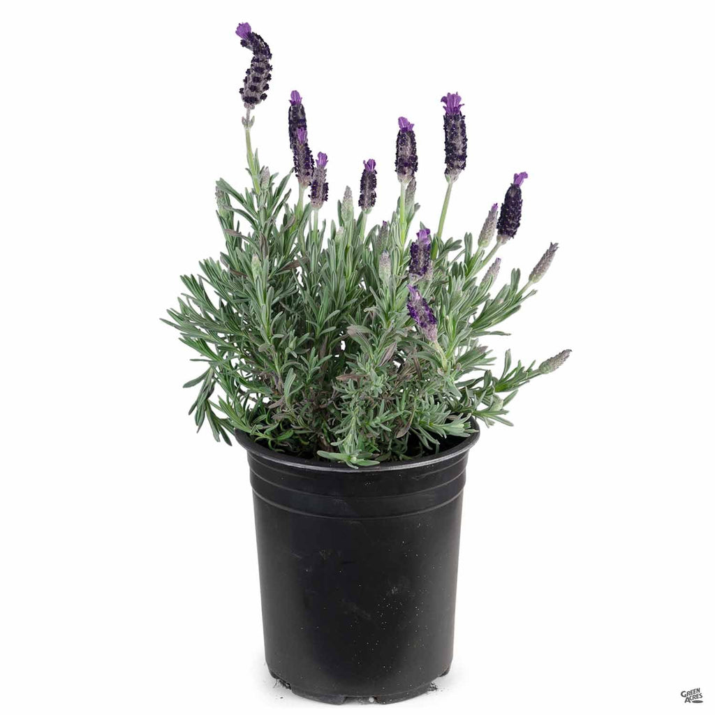 Lavender 'Anouk Double' — Green Acres Nursery & Supply