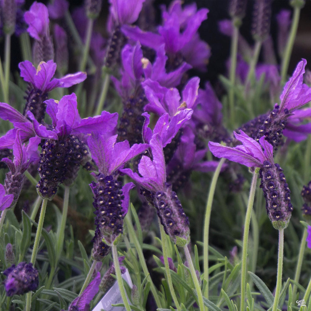 deep purple lavender plant Javelin Forte™ Deep Purple Spanish Lavender — Green Acres Nursery & Supply