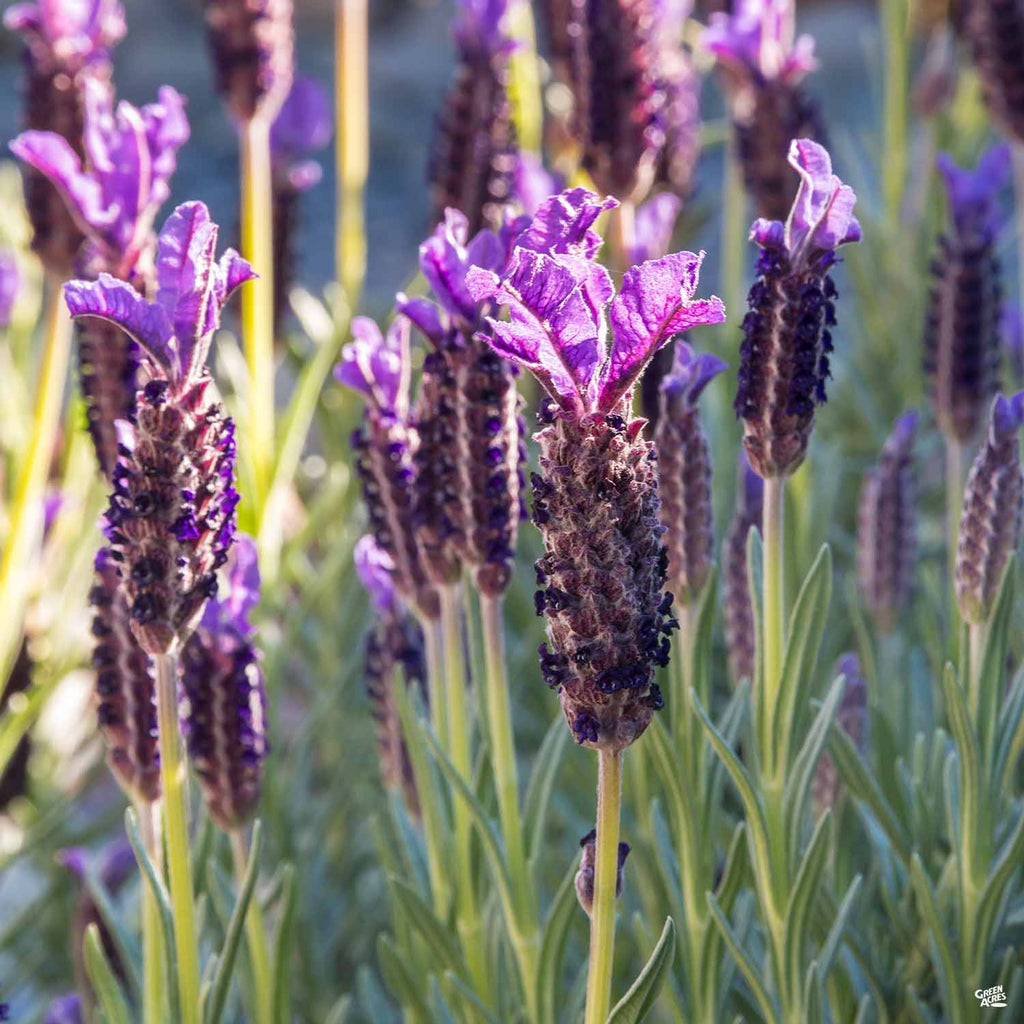 Lavender 'Otto Quast' — Green Acres Nursery & Supply