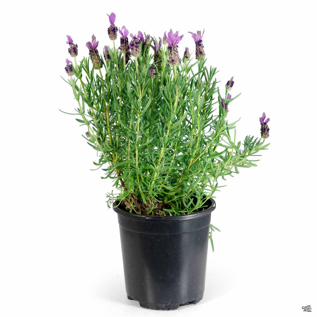 Lavender 'Otto Quast' — Green Acres Nursery & Supply