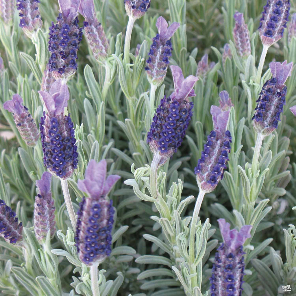 Spanish Lavender 'Silver Anouk' — Green Acres Nursery & Supply