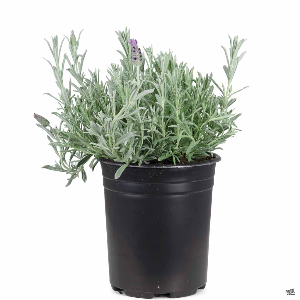 silver lavender plant Spanish Lavender 'Silver Anouk' — Green Acres Nursery & Supply
