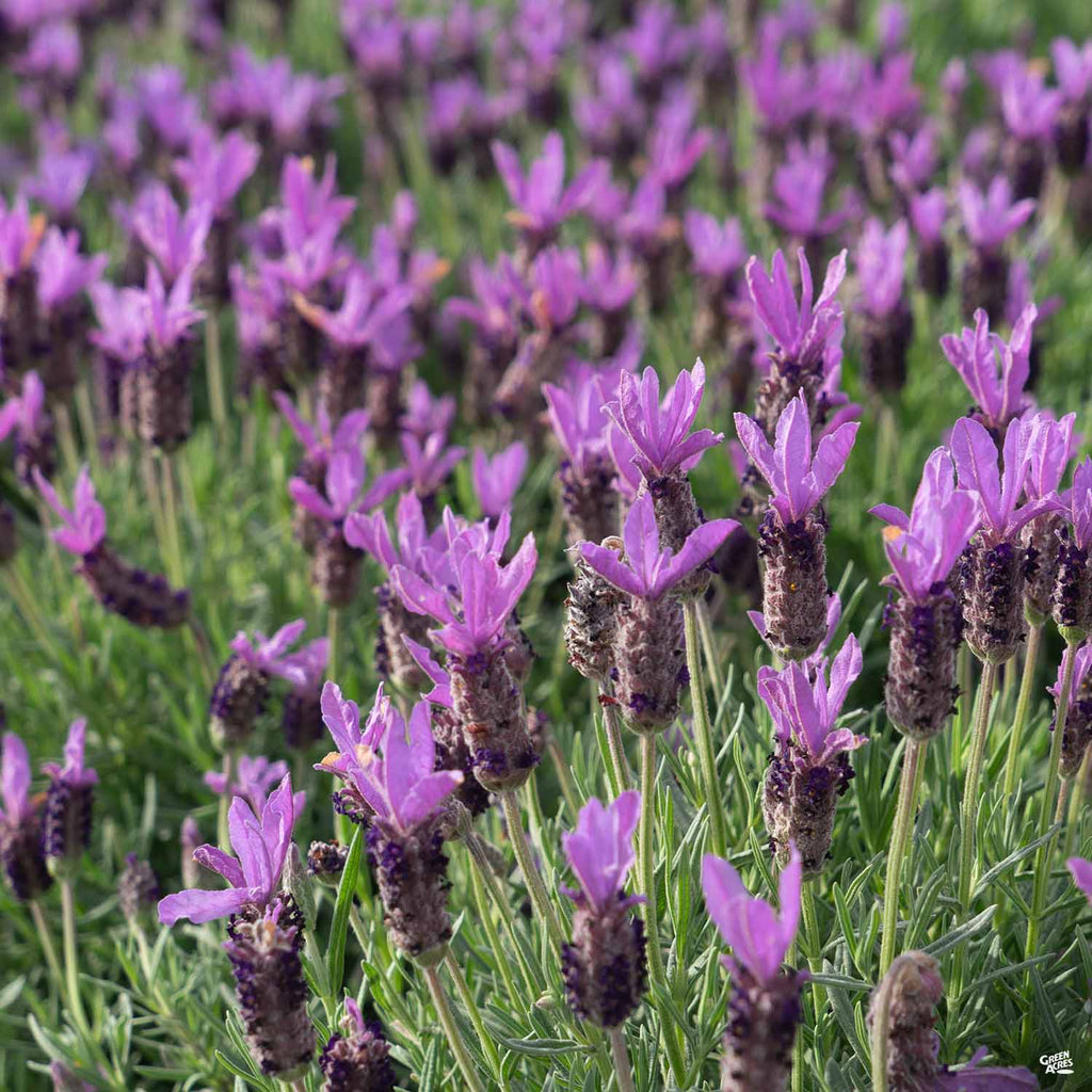 lavender plant san antonio Spanish Lavender — Green Acres Nursery & Supply