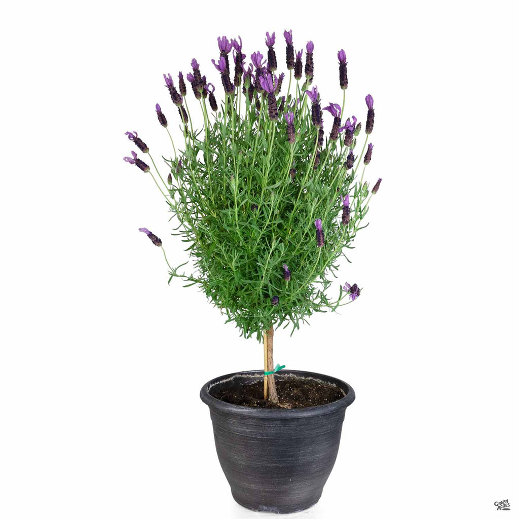 lavender porch plant Spanish Lavender Patio Tree — Green Acres Nursery & Supply