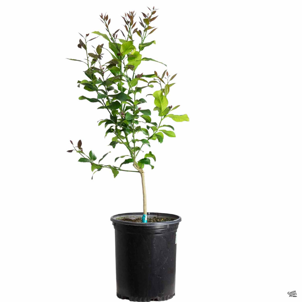 Lemon tree citrus limon hi-res stock photography and images Lemon tree citrus limon hi-res stock photography and images
