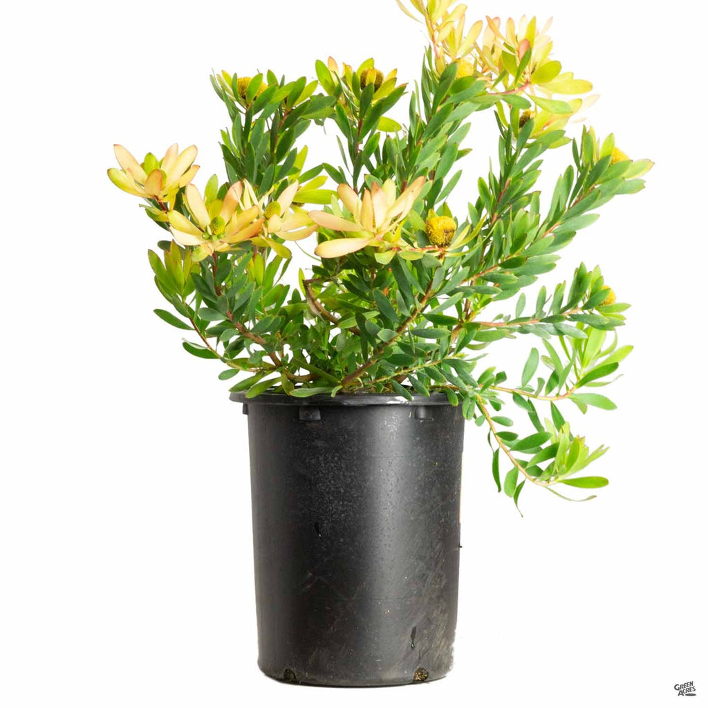 Leucadendron 'Wilson's Wonder' — Green Acres Nursery & Supply