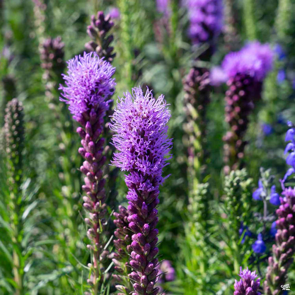 grass herbicide blazing star Blazing Star — Green Acres Nursery & Supply