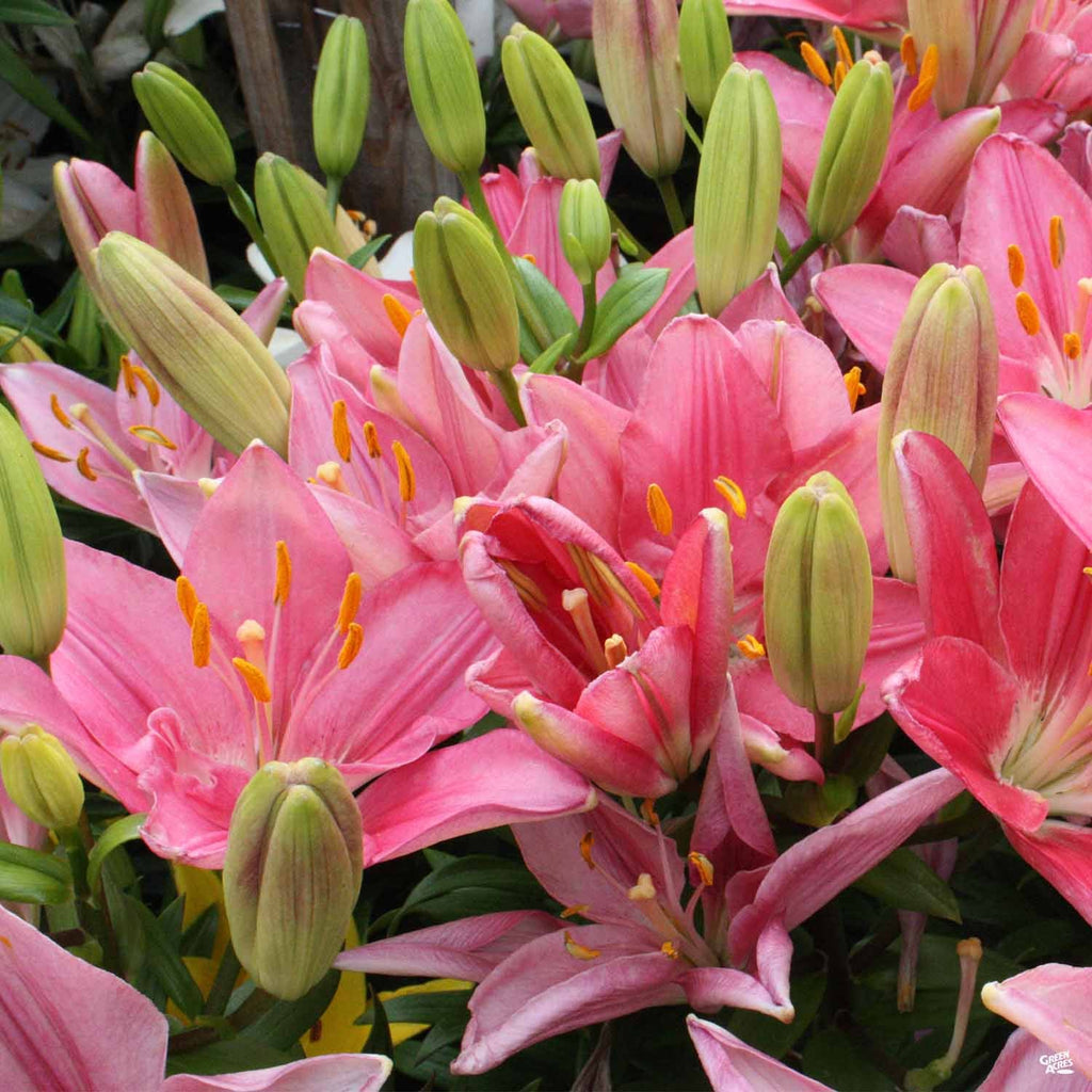 asiatic lily gironde Asiatic Lily — Green Acres Nursery & Supply