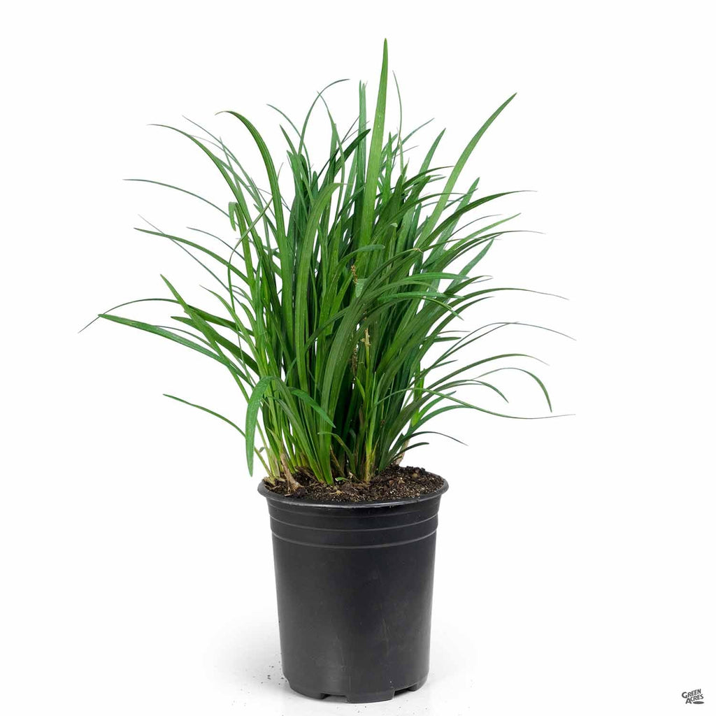 liriope herbicide Lilyturf 'Big Blue' — Green Acres Nursery & Supply