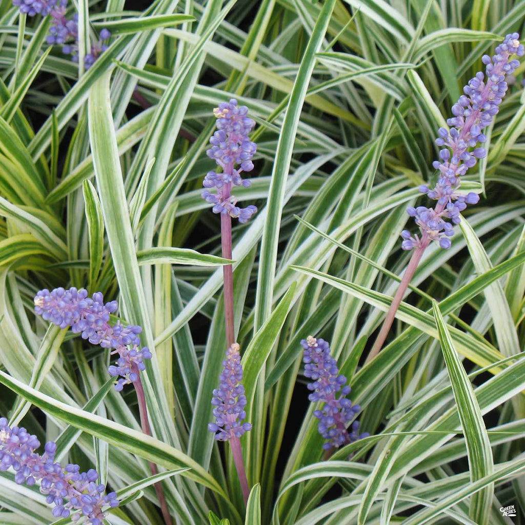 lily turf plant indoor Variegated Lilyturf — Green Acres Nursery & Supply