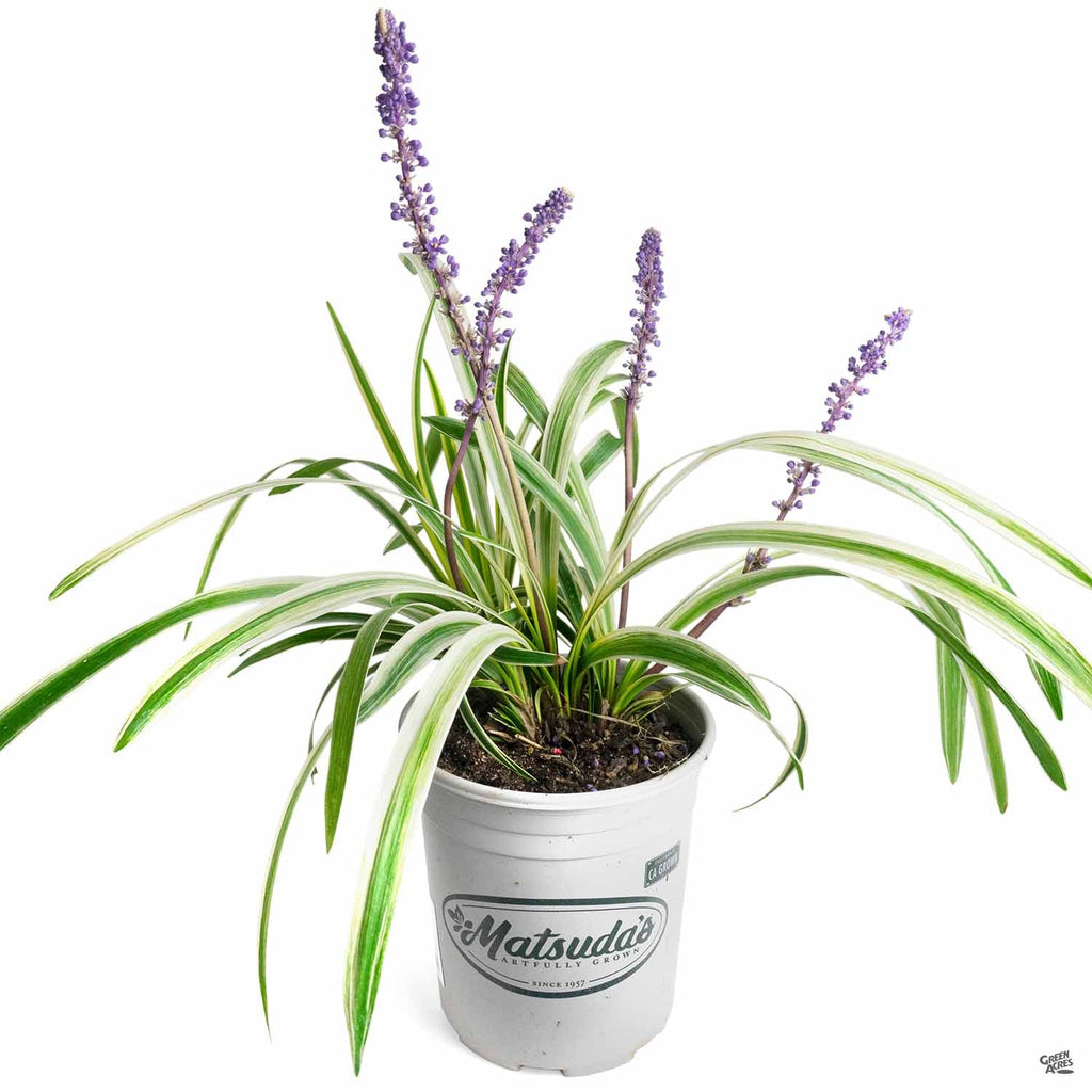 lilyturf indoor plant Variegated Lilyturf — Green Acres Nursery & Supply