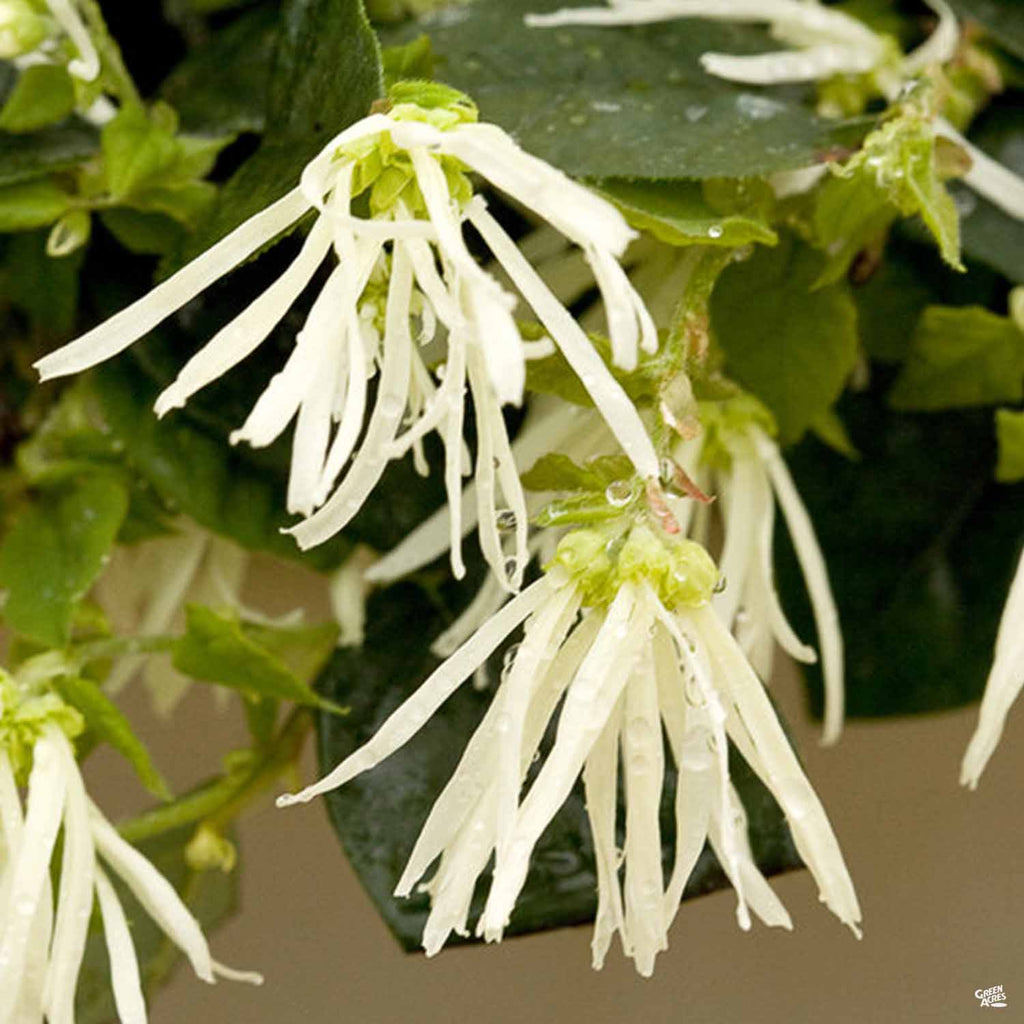 春樹　　Stone  ホワイト JAZZ HANDS® White Chinese Fringe-flower - Proven Winners