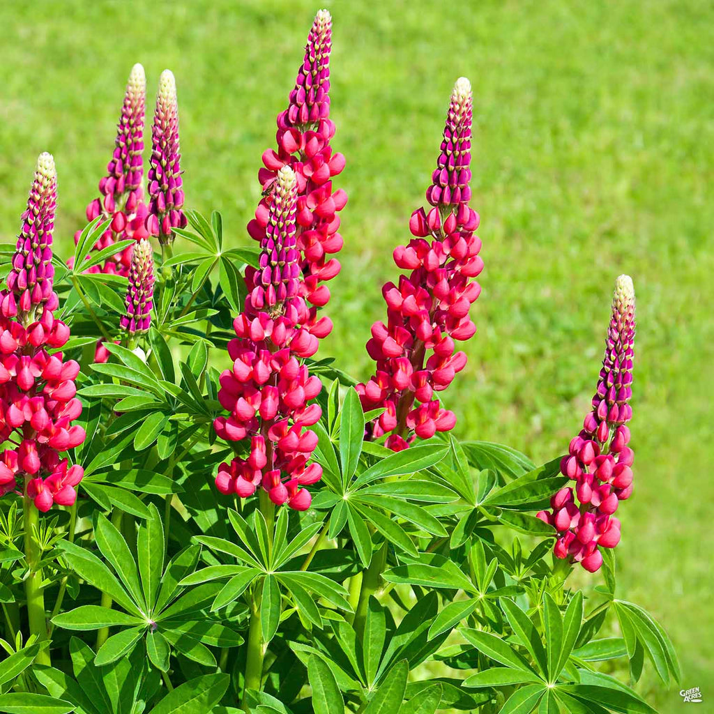 color pink lupine