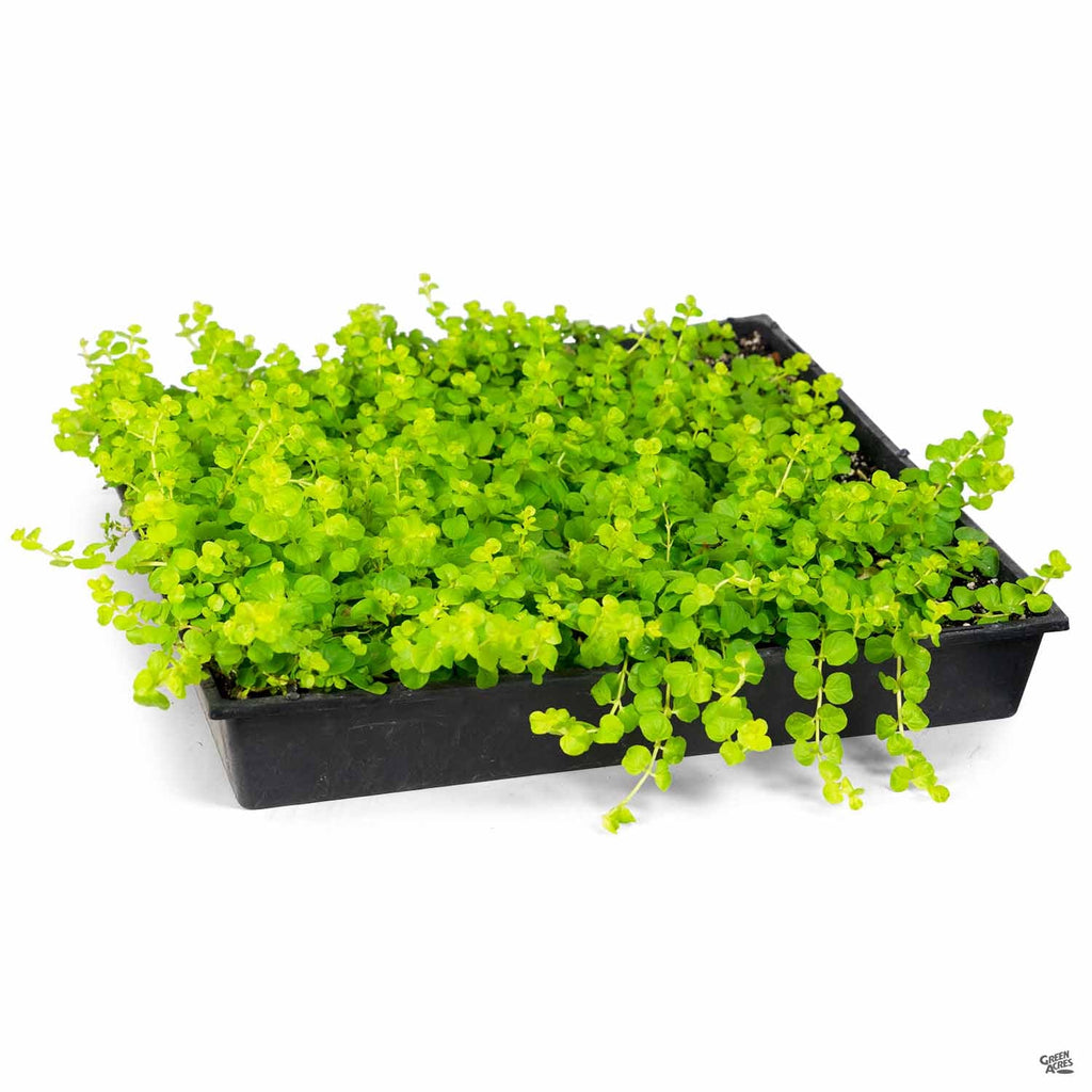 money wort plant Golden Moneywort — Green Acres Nursery & Supply