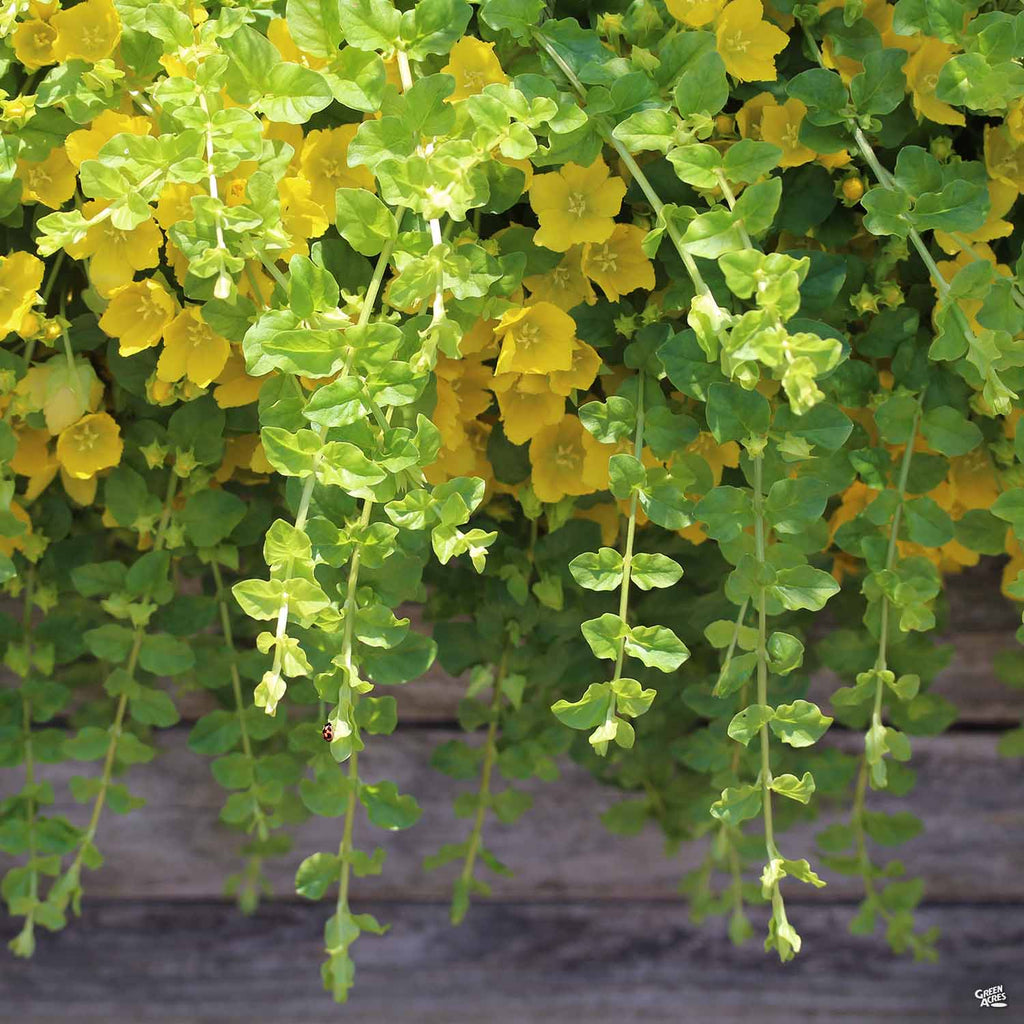 money wort plant Golden Moneywort — Green Acres Nursery & Supply