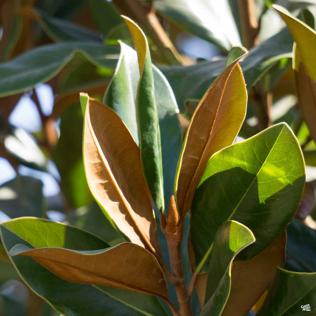 Magnolia 'D.D. Blanchard' — Green Acres Nursery & Supply