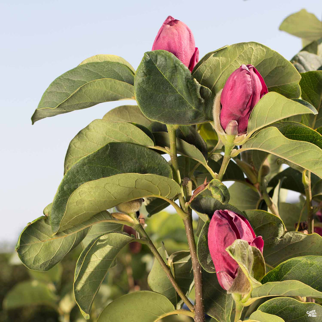 Genie Magnolia Tulip Tree - 7 Gallon Pot (3-4')