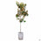 'Little Gem' Magnolia Low Branch 15 gallon