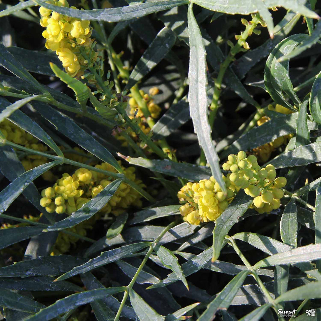 Mahonia 'Soft Caress' — Green Acres Nursery & Supply