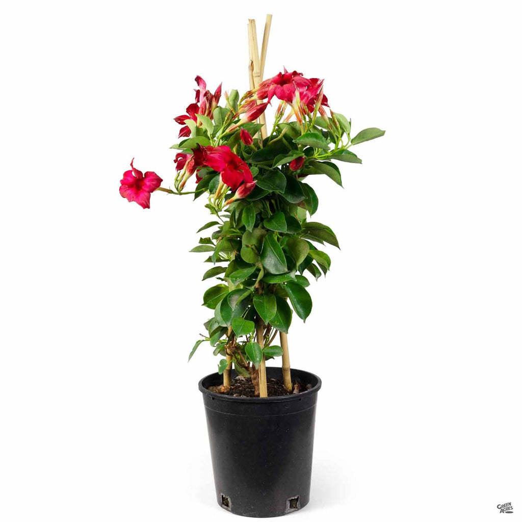 mandevilla potted plant Mandevilla — Green Acres Nursery & Supply