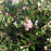 Manzanita 'Emerald Carpet' Flower