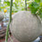 Melon 'Ball Hybrid Cantaloupe' plant