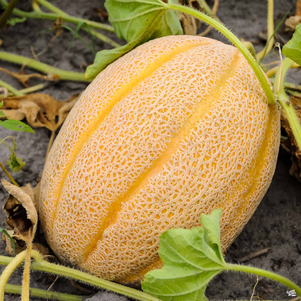 Melon 'Gold Star — Green Nursery Supply