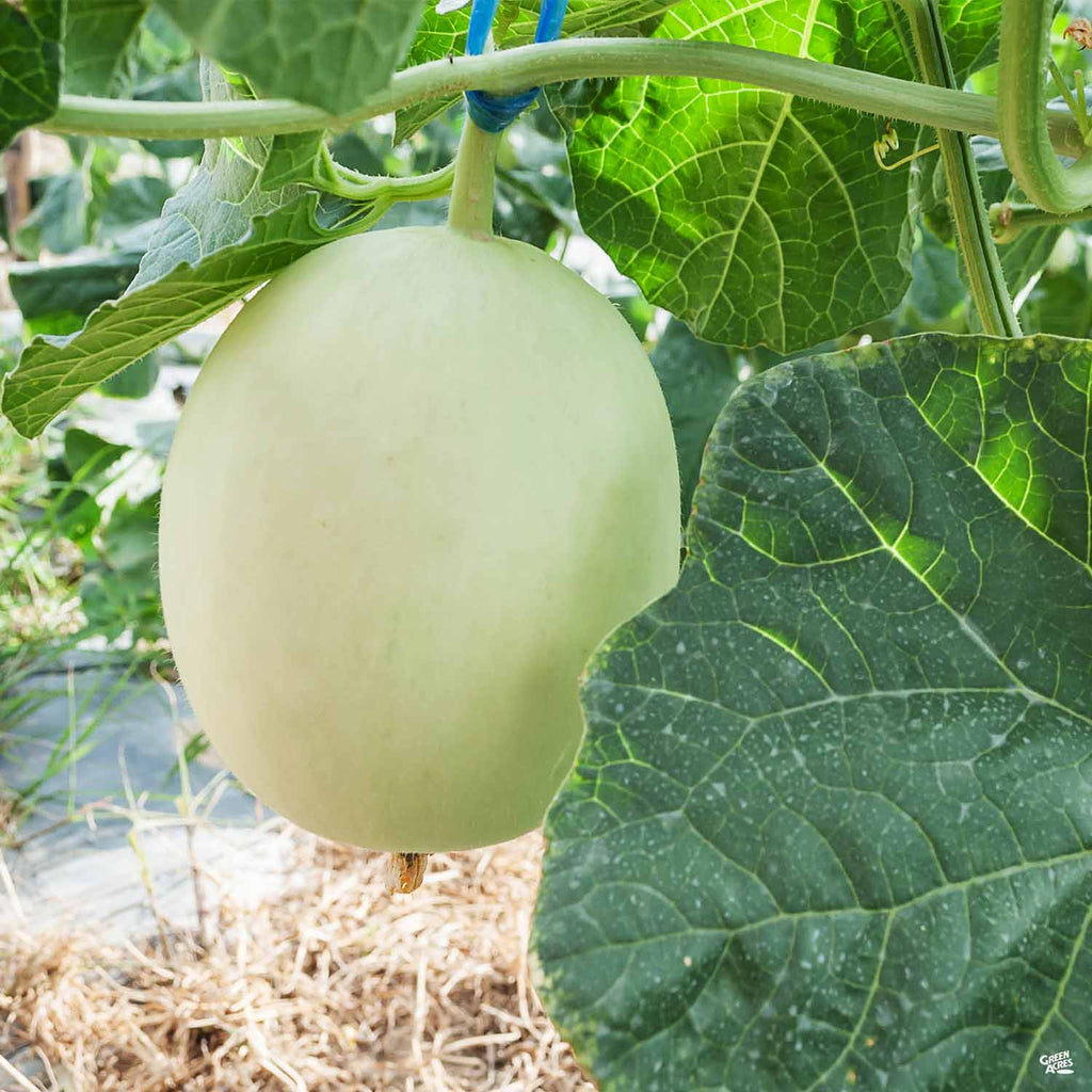 Melon — Green Acres Nursery & Supply