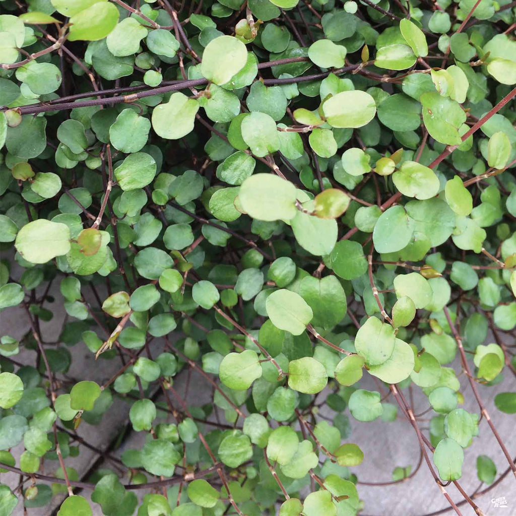 wire vine house plant Creeping Wire Vine — Green Acres Nursery & Supply