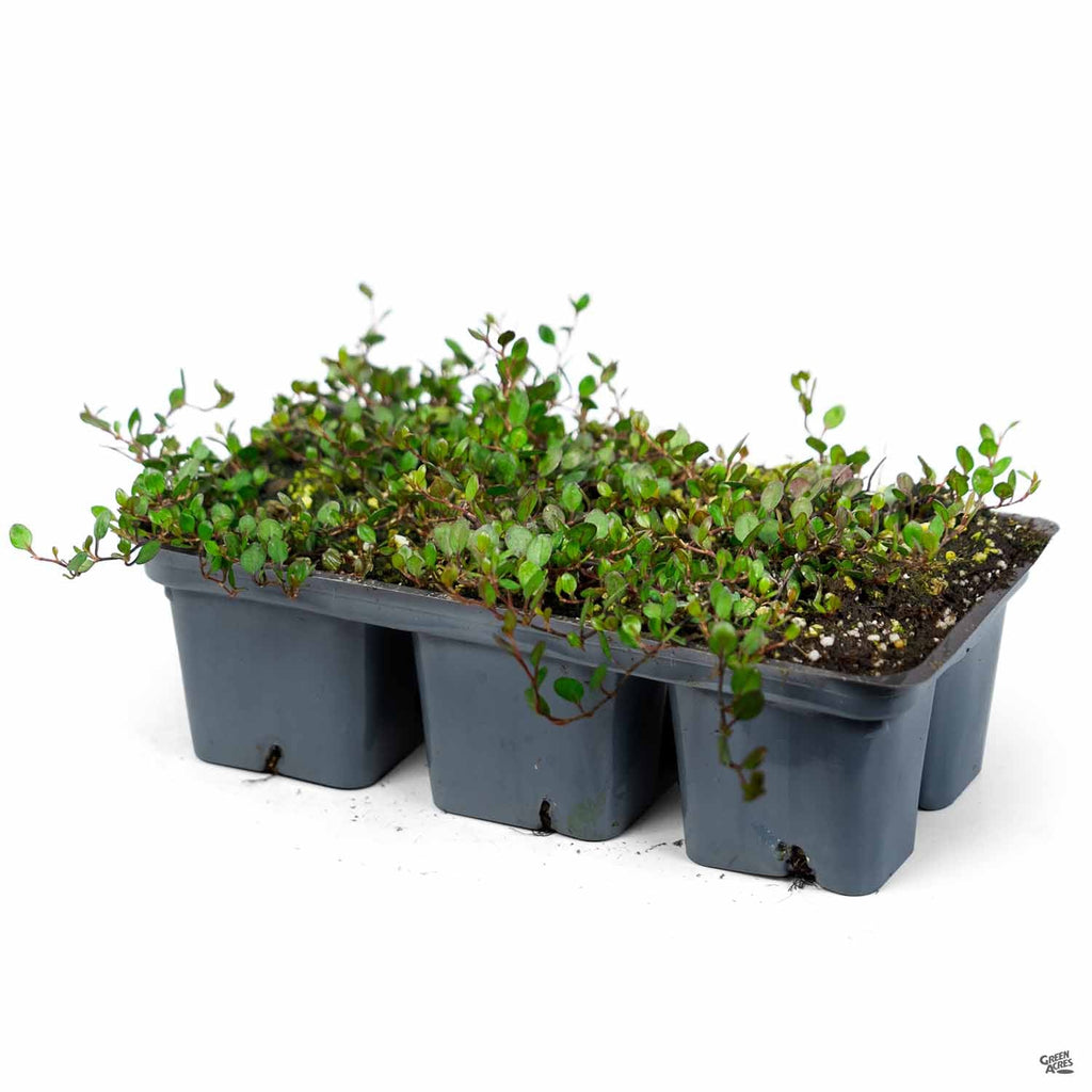 indoor vine plants for sale Creeping Wire Vine — Green Acres Nursery & Supply