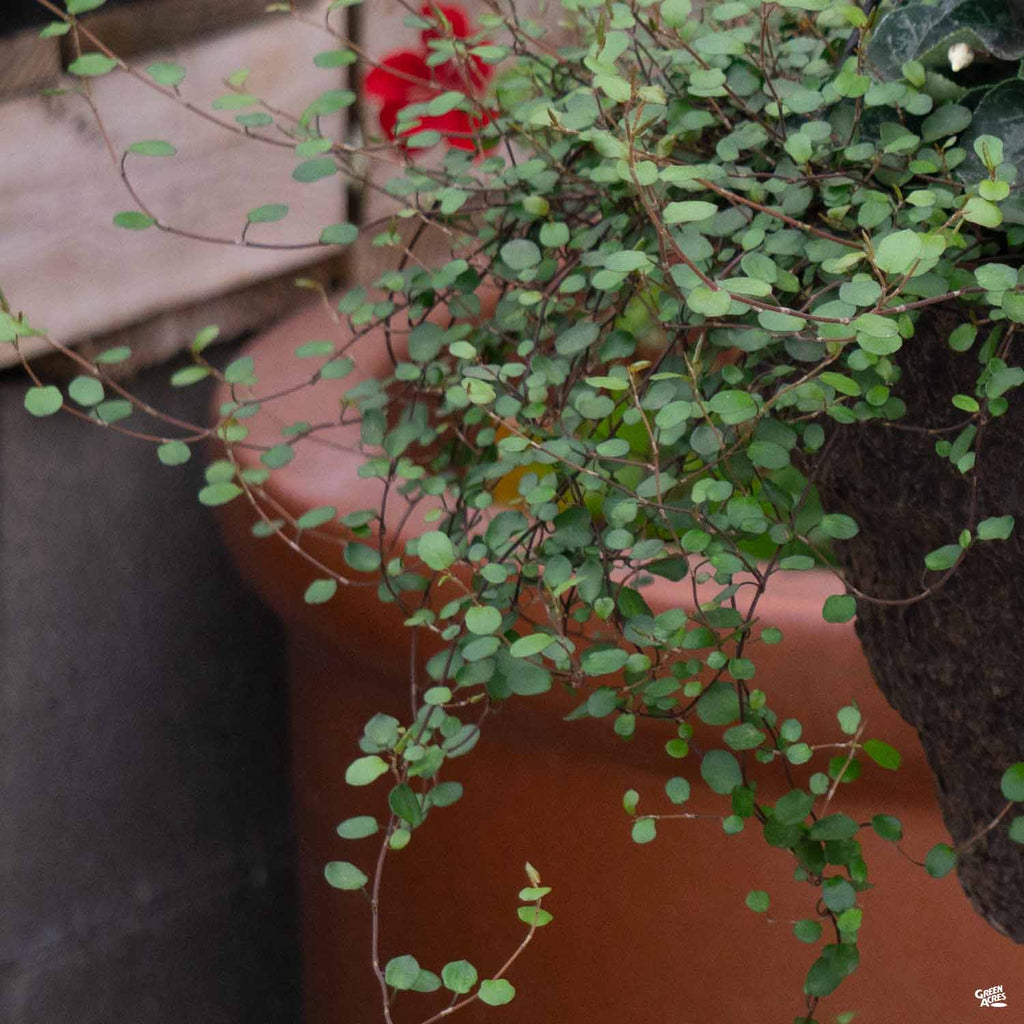 creeping wire vine house plant Creeping Wire Vine — Green Acres Nursery & Supply