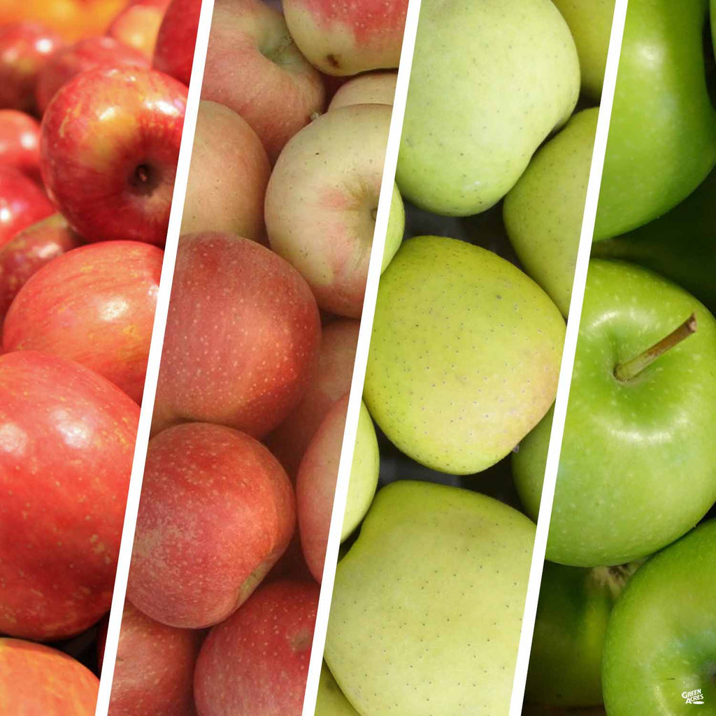 Apple Multi-Graft Combo #2 Bareroot — Green Acres Nursery & Supply