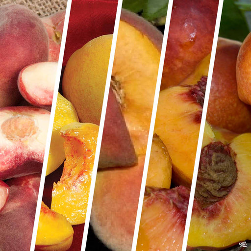 Peach and Nectarine Multi-Graft Combo Number 1