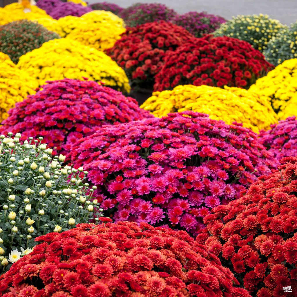 indoor chrysanthemum plants for sale Chrysanthemum — Green Acres Nursery & Supply