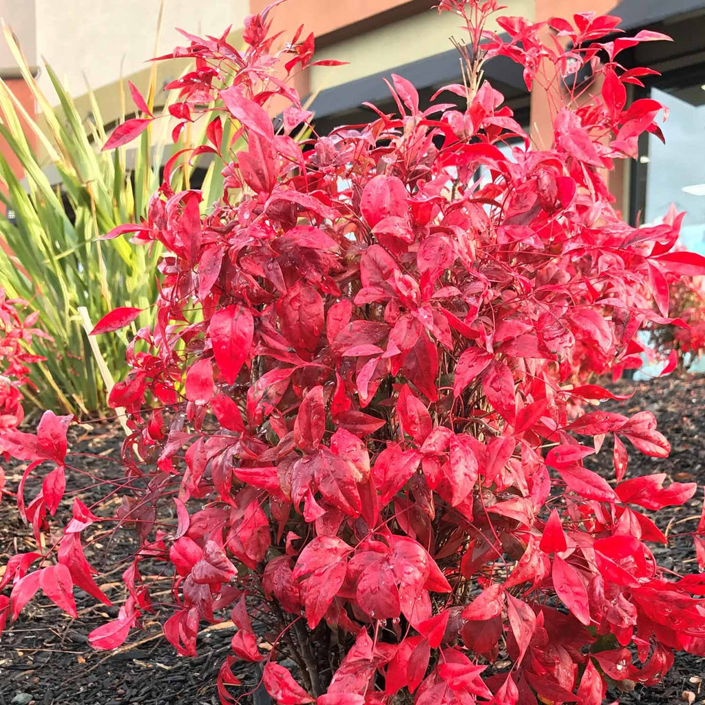 firepower herbicide Heavenly Bamboo 'Firepower' — Green Acres Nursery & Supply