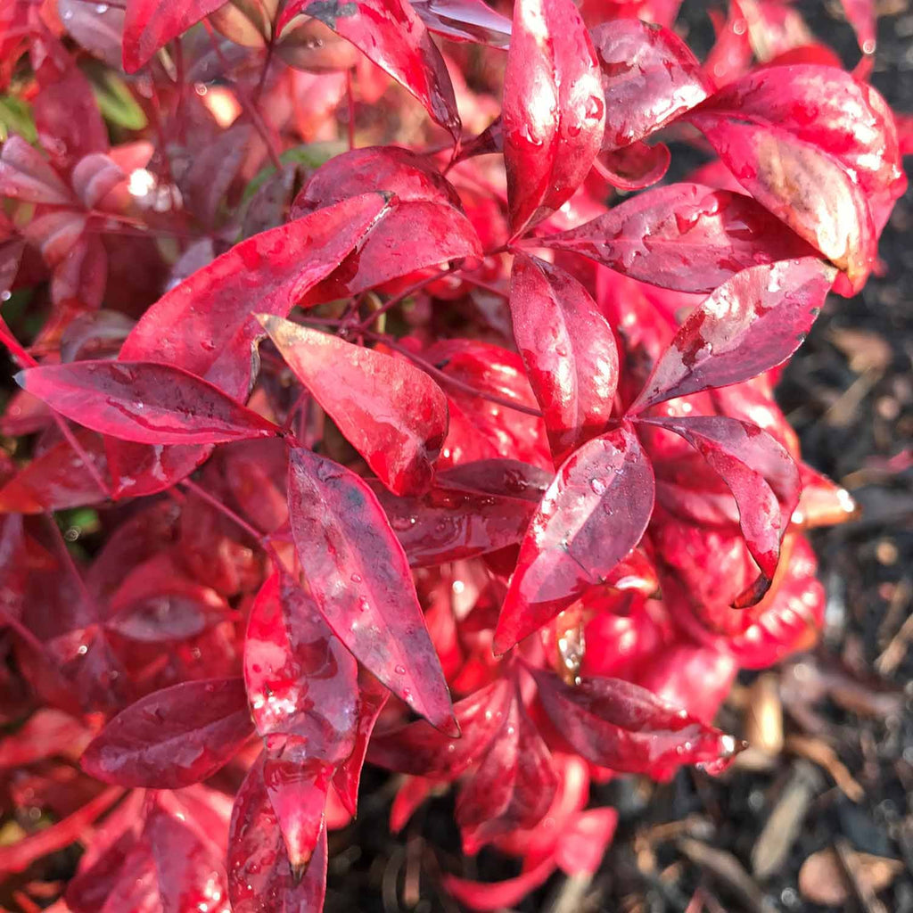 firepower herbicide Heavenly Bamboo 'Firepower' — Green Acres Nursery & Supply