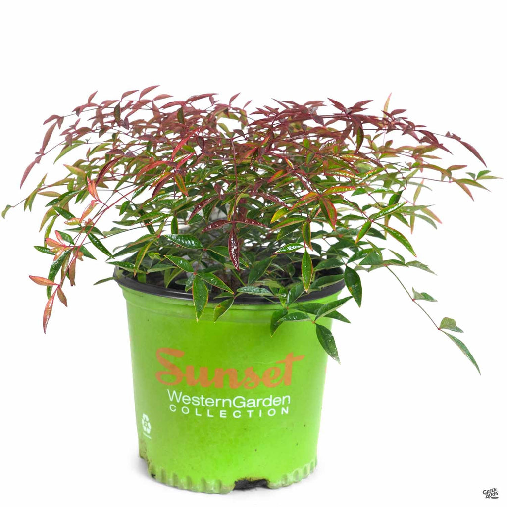 Heavenly Bamboo 'Flirt' | Sunset — Green Acres Nursery & Supply