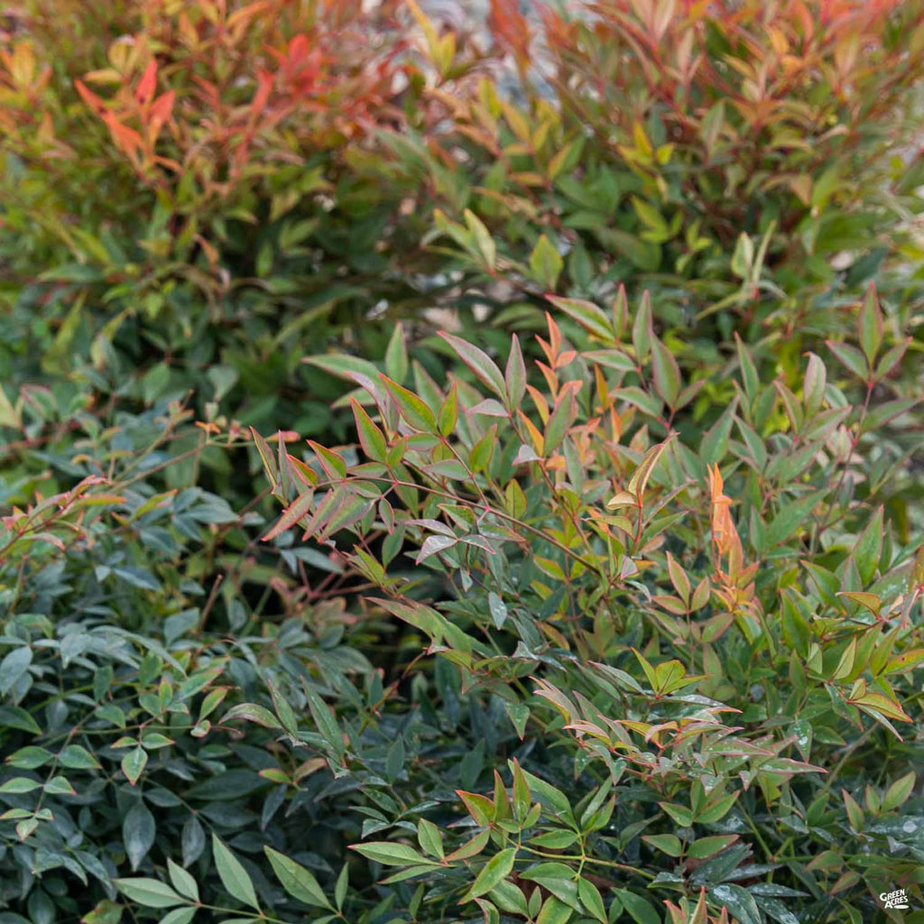 Heavenly Bamboo 'Gulf Stream' — Green Acres Nursery & Supply