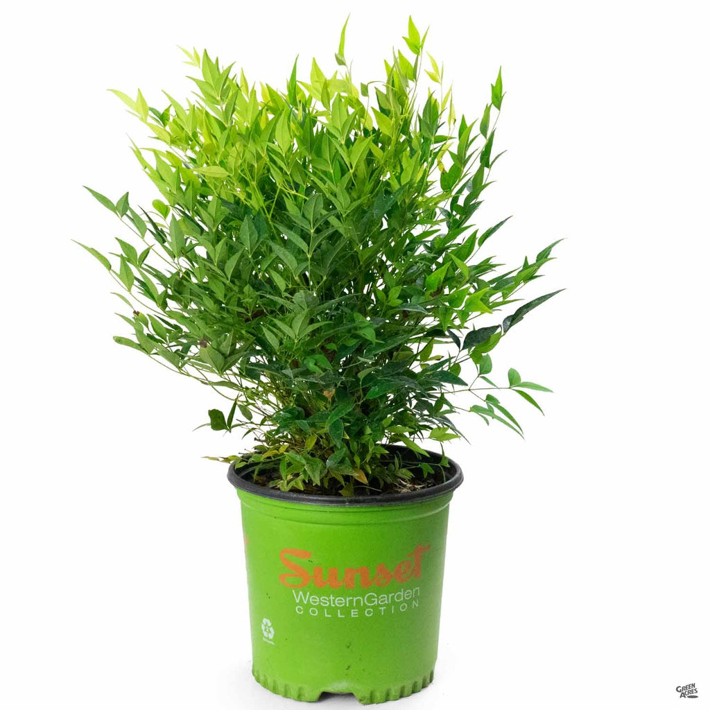 Heavenly Bamboo 'Lemon Lime'