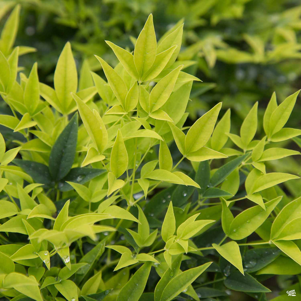 Nandina_LemonLime_1024x1024.