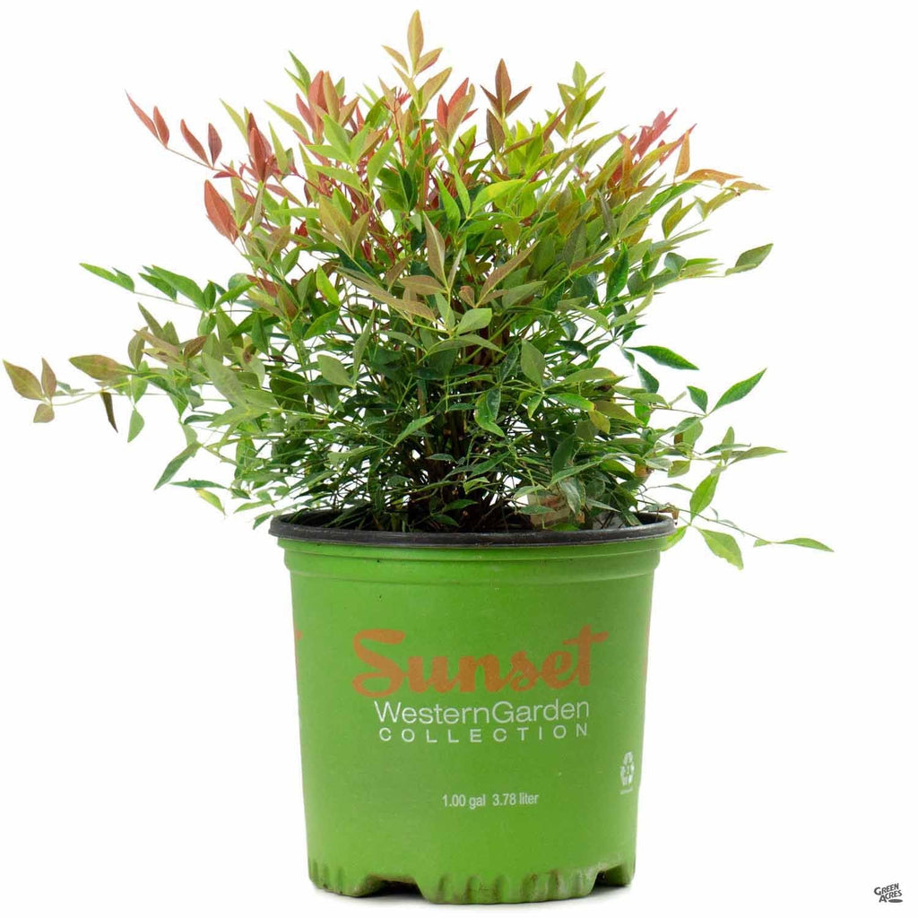 Nandina_Obsession_01T_5f0c06e0