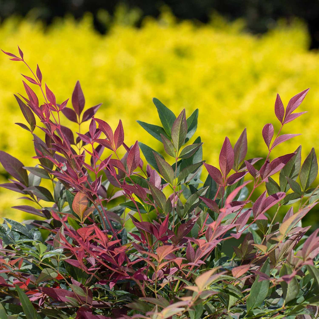 Nandina_Obsession_01_41fb938e-