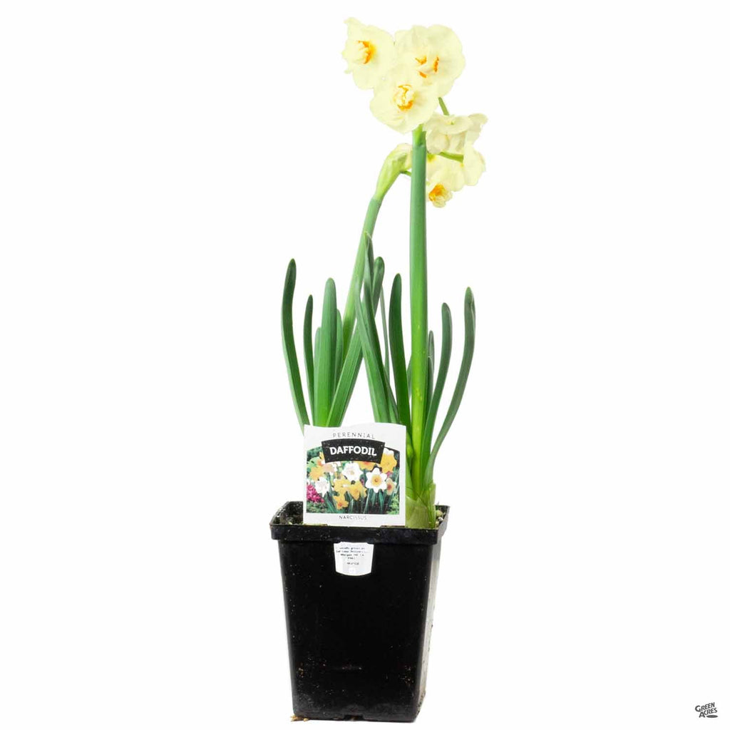 Narcissus Daffodil Plants For Sale | Wholesale Nursery Co