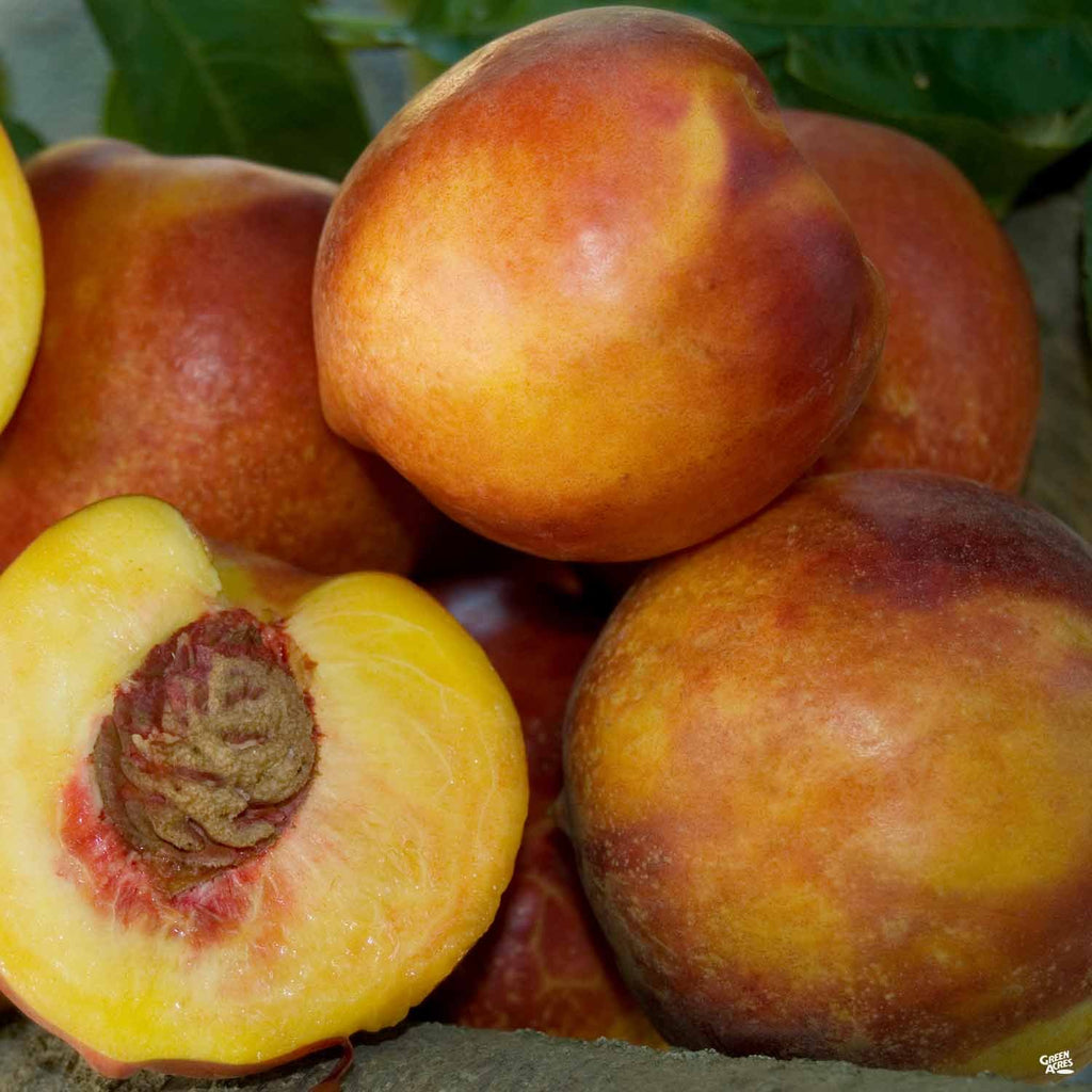 Nectarine_Prunus_DoubleDelight