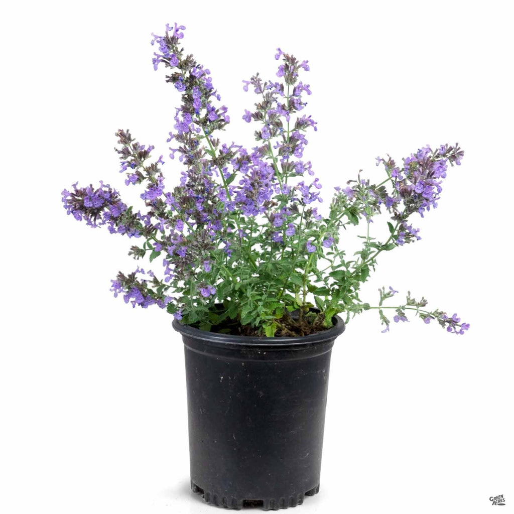 Catmint 'Walker's Low' — Green Acres Nursery & Supply