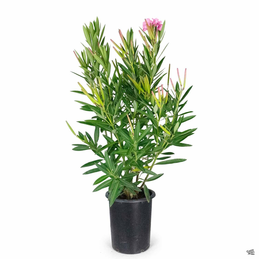 oleander herbicide Oleander 'Pink' — Green Acres Nursery & Supply