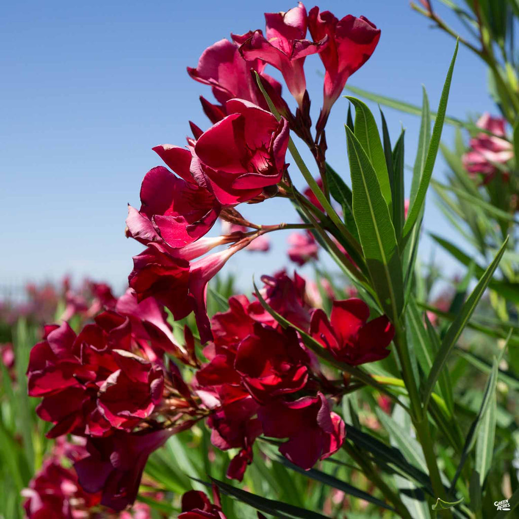 oleander herbicide Oleander 'Red' — Green Acres Nursery & Supply
