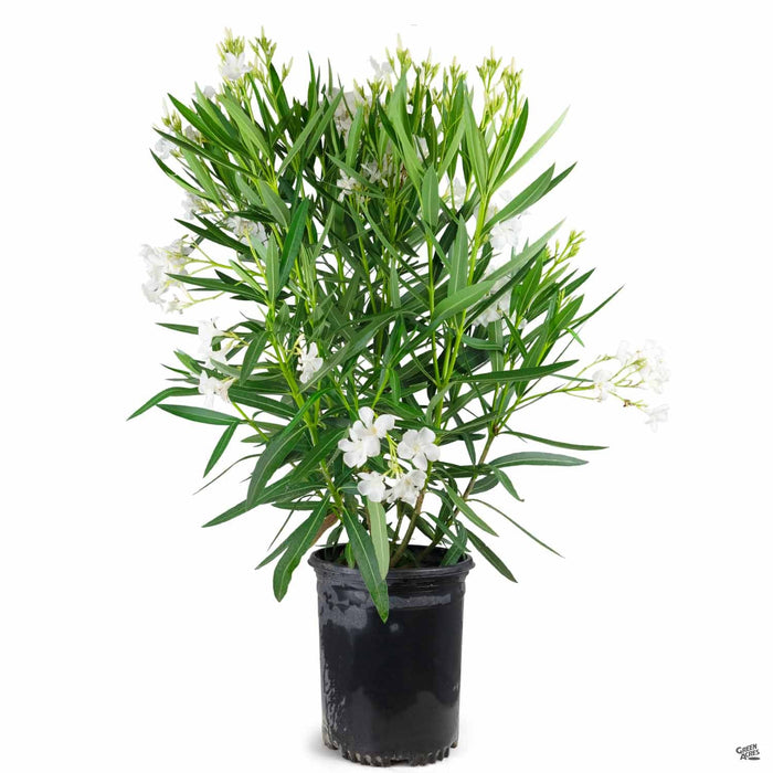 White Oleander 5 gallon
